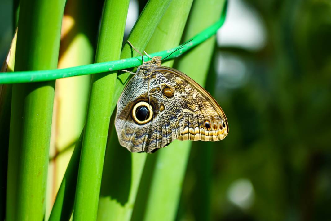 Go Selçuklu" İle Selçuklu'yu Keşfetme Zamanı 9