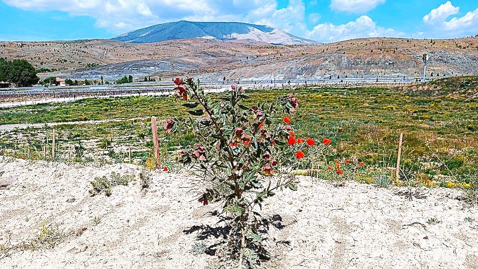 Konyanın Haşmetli Dağı Loras Dağı 26