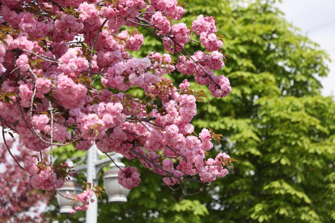 Sakuralar İçin Japonya’ya Gitmenize Gerek Yok; Konya’da Sakura Mevsimi Başladı 1