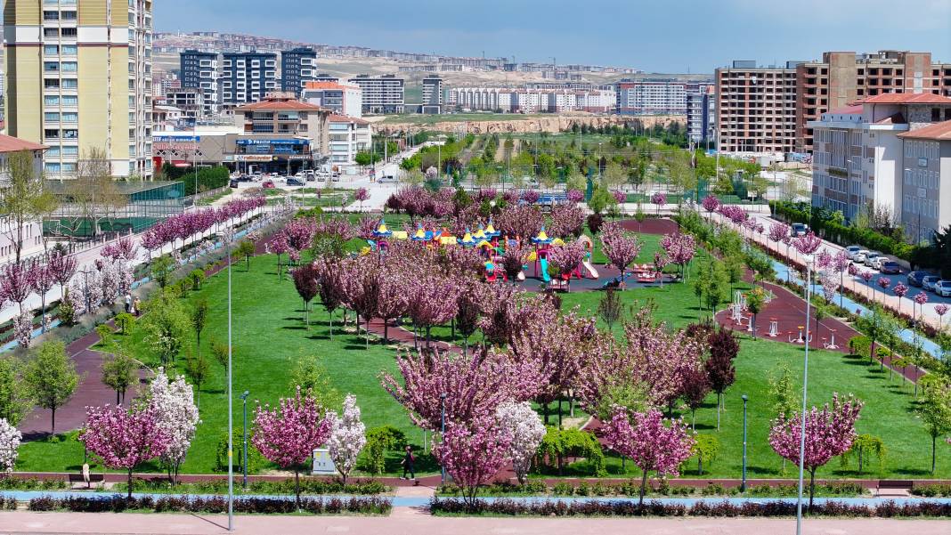 Sakuralar İçin Japonya’ya Gitmenize Gerek Yok; Konya’da Sakura Mevsimi Başladı 10