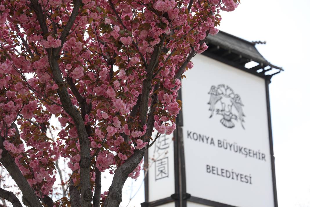 Sakuralar İçin Japonya’ya Gitmenize Gerek Yok; Konya’da Sakura Mevsimi Başladı 11