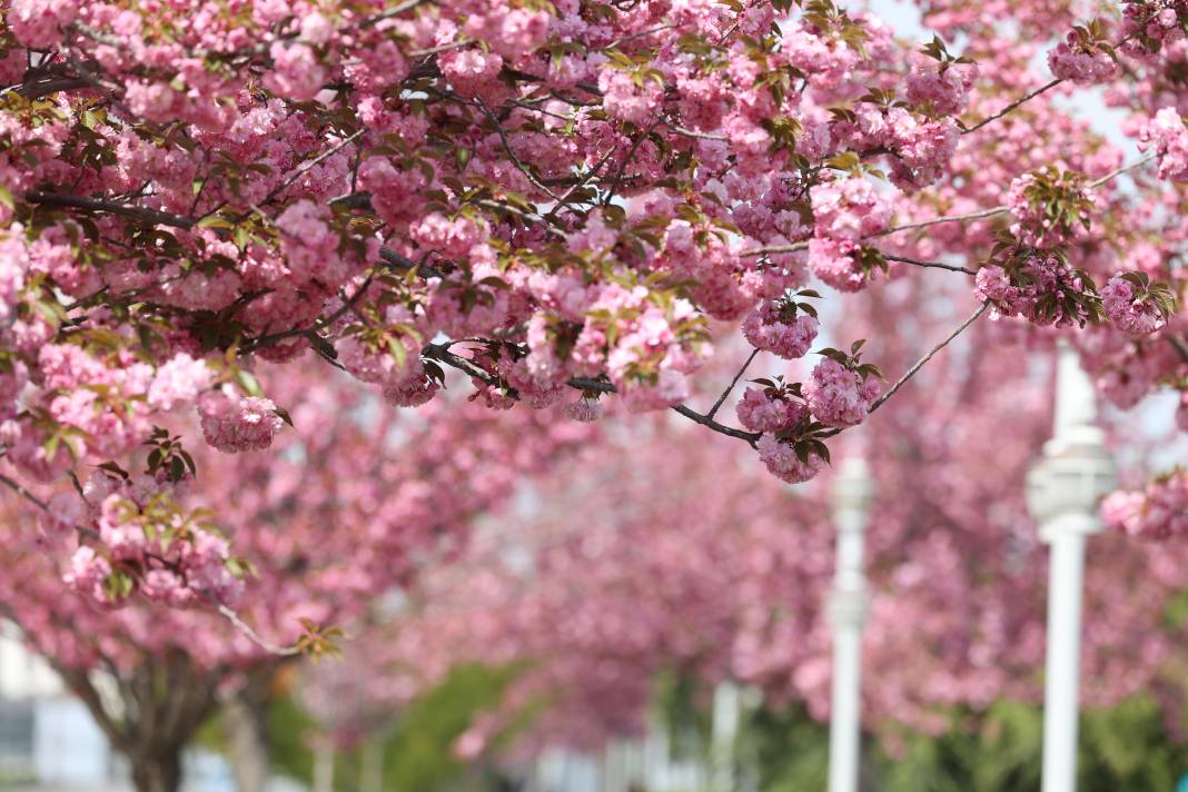 Sakuralar İçin Japonya’ya Gitmenize Gerek Yok; Konya’da Sakura Mevsimi Başladı 12