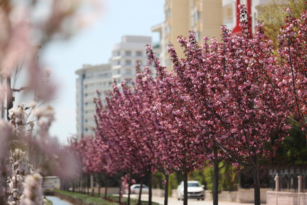 Sakuralar İçin Japonya’ya Gitmenize Gerek Yok; Konya’da Sakura Mevsimi Başladı 13