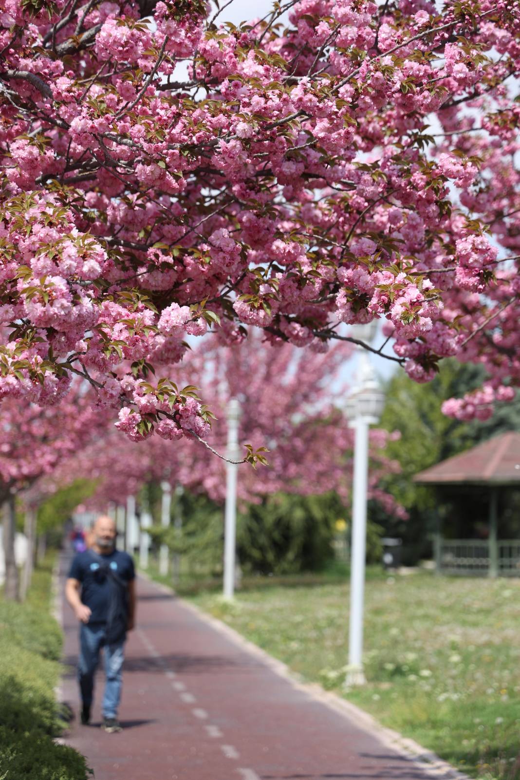 Sakuralar İçin Japonya’ya Gitmenize Gerek Yok; Konya’da Sakura Mevsimi Başladı 14