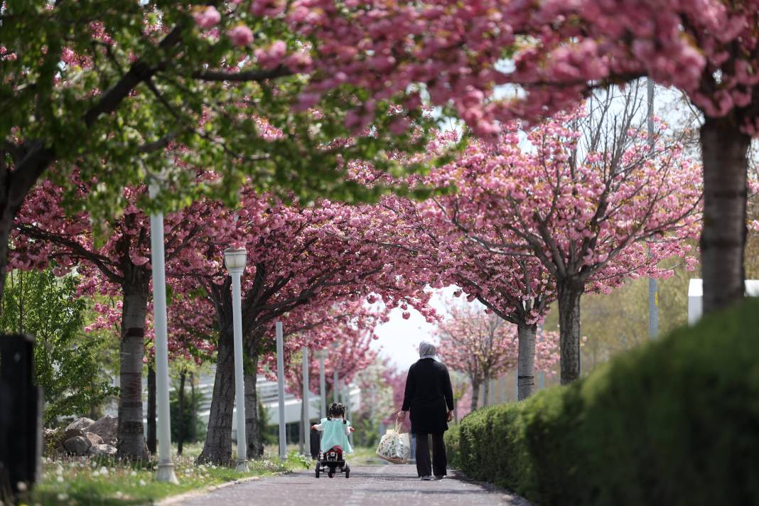 Sakuralar İçin Japonya’ya Gitmenize Gerek Yok; Konya’da Sakura Mevsimi Başladı 15