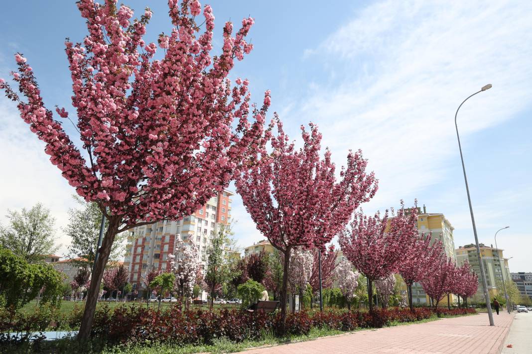 Sakuralar İçin Japonya’ya Gitmenize Gerek Yok; Konya’da Sakura Mevsimi Başladı 16