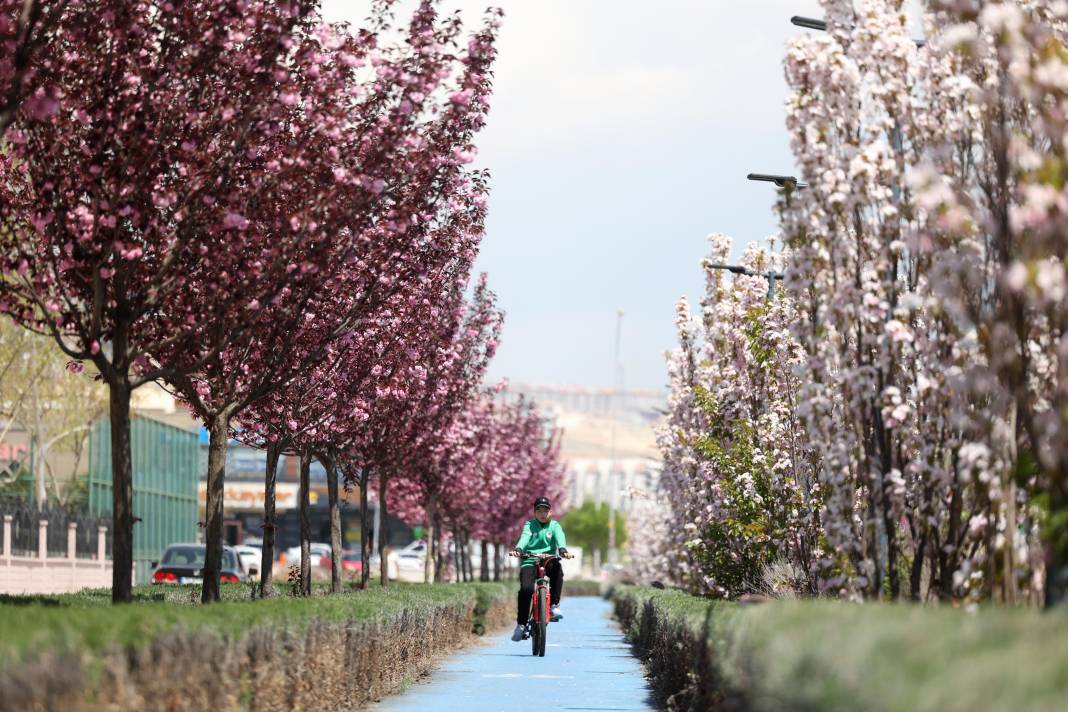 Sakuralar İçin Japonya’ya Gitmenize Gerek Yok; Konya’da Sakura Mevsimi Başladı 17