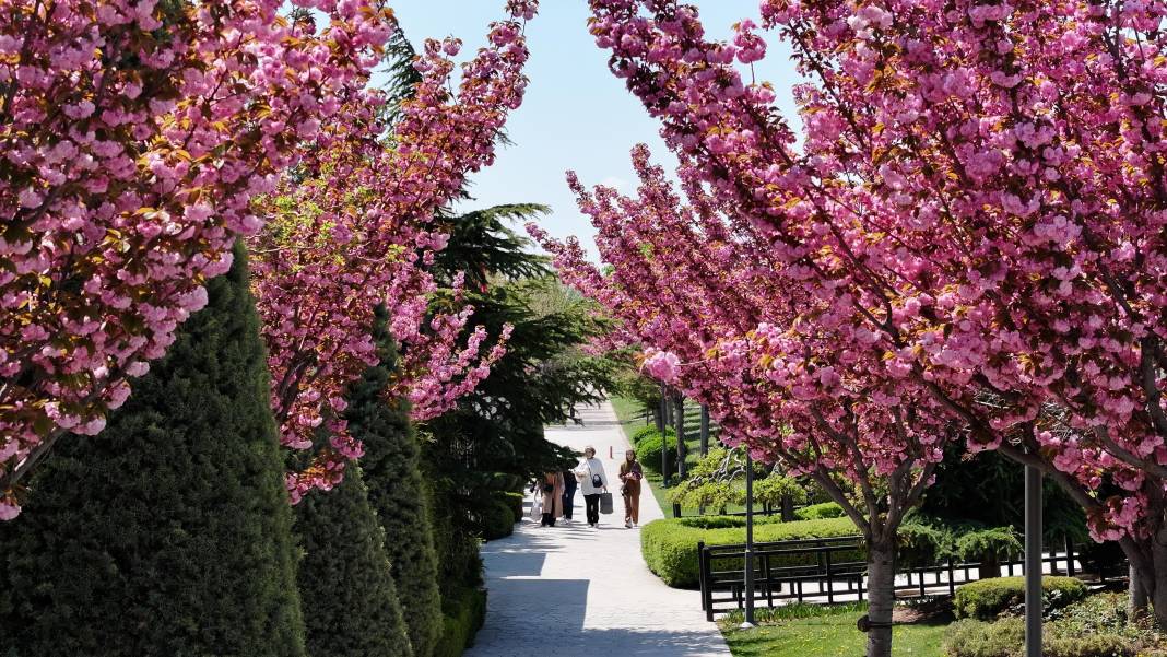 Sakuralar İçin Japonya’ya Gitmenize Gerek Yok; Konya’da Sakura Mevsimi Başladı 18