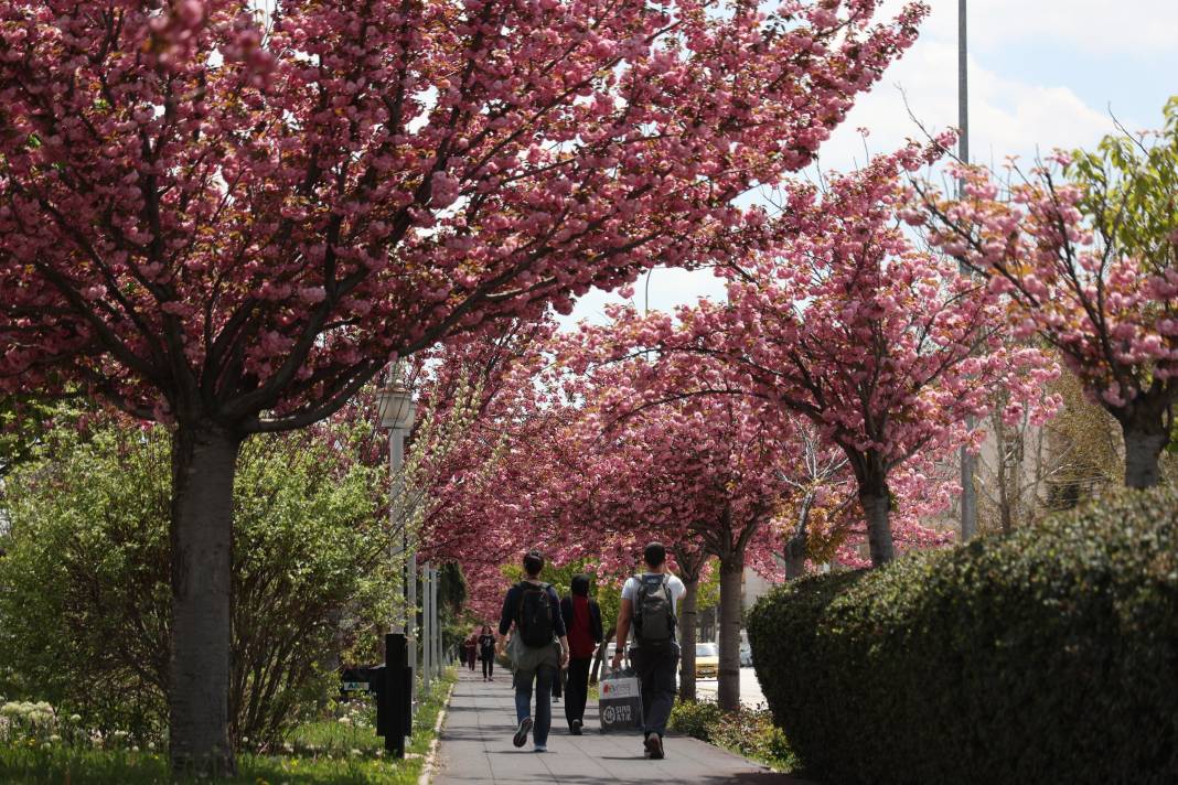 Sakuralar İçin Japonya’ya Gitmenize Gerek Yok; Konya’da Sakura Mevsimi Başladı 19