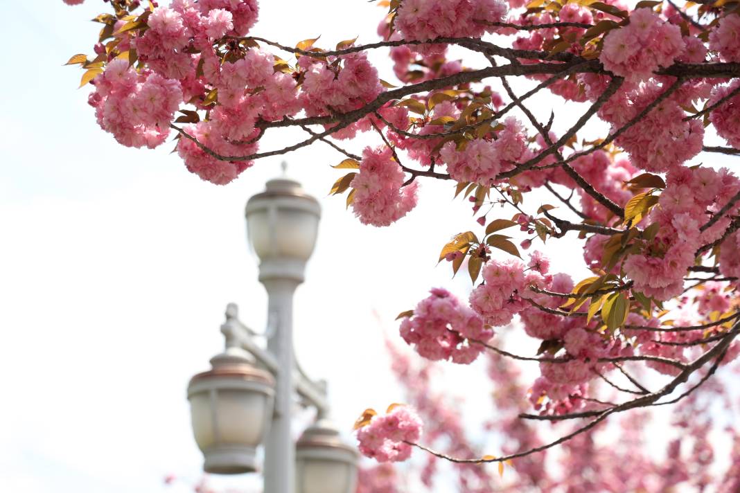 Sakuralar İçin Japonya’ya Gitmenize Gerek Yok; Konya’da Sakura Mevsimi Başladı 2