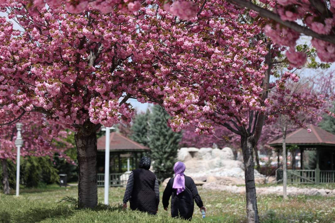Sakuralar İçin Japonya’ya Gitmenize Gerek Yok; Konya’da Sakura Mevsimi Başladı 20