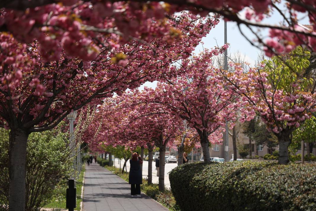 Sakuralar İçin Japonya’ya Gitmenize Gerek Yok; Konya’da Sakura Mevsimi Başladı 21
