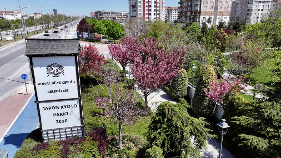 Sakuralar İçin Japonya’ya Gitmenize Gerek Yok; Konya’da Sakura Mevsimi Başladı 22