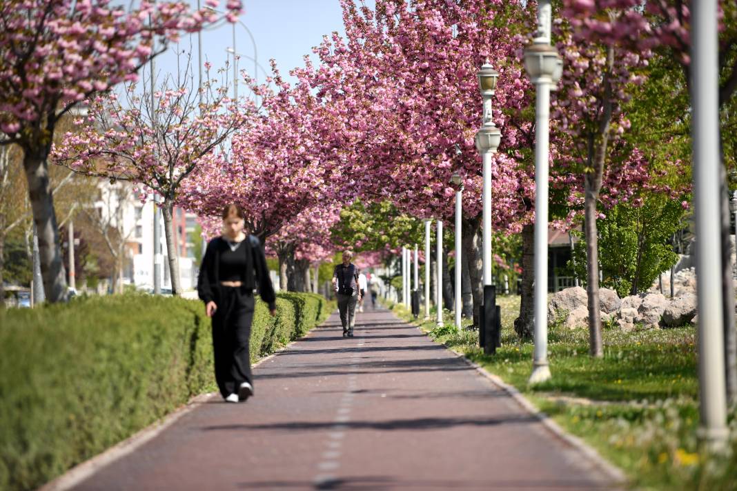 Sakuralar İçin Japonya’ya Gitmenize Gerek Yok; Konya’da Sakura Mevsimi Başladı 23