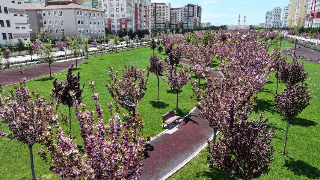 Sakuralar İçin Japonya’ya Gitmenize Gerek Yok; Konya’da Sakura Mevsimi Başladı 24