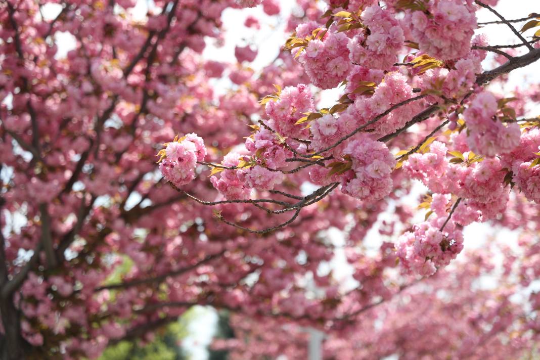 Sakuralar İçin Japonya’ya Gitmenize Gerek Yok; Konya’da Sakura Mevsimi Başladı 3