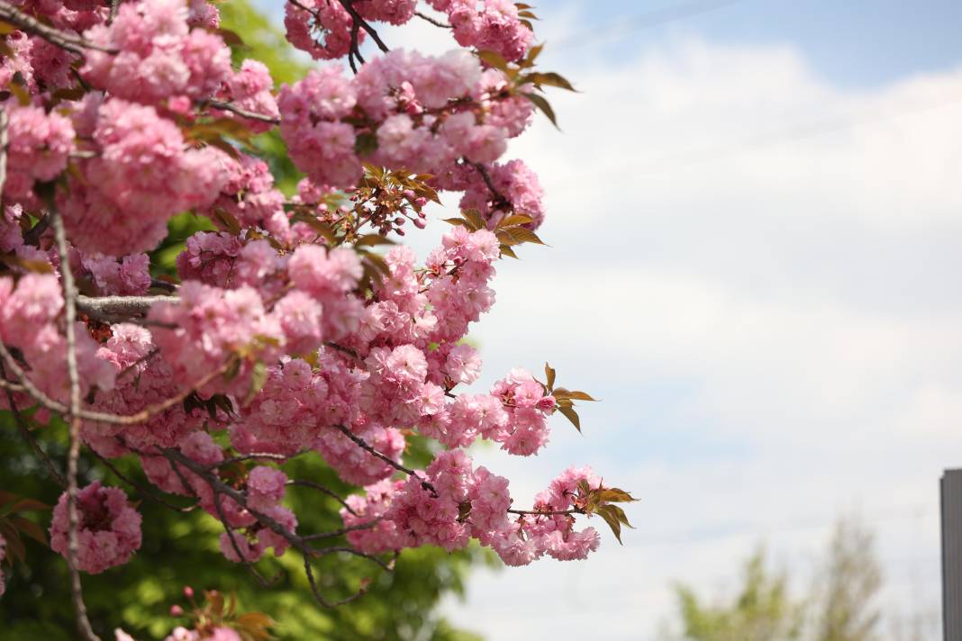 Sakuralar İçin Japonya’ya Gitmenize Gerek Yok; Konya’da Sakura Mevsimi Başladı 4