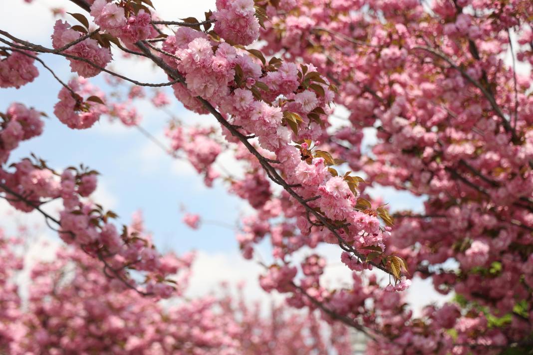 Sakuralar İçin Japonya’ya Gitmenize Gerek Yok; Konya’da Sakura Mevsimi Başladı 5
