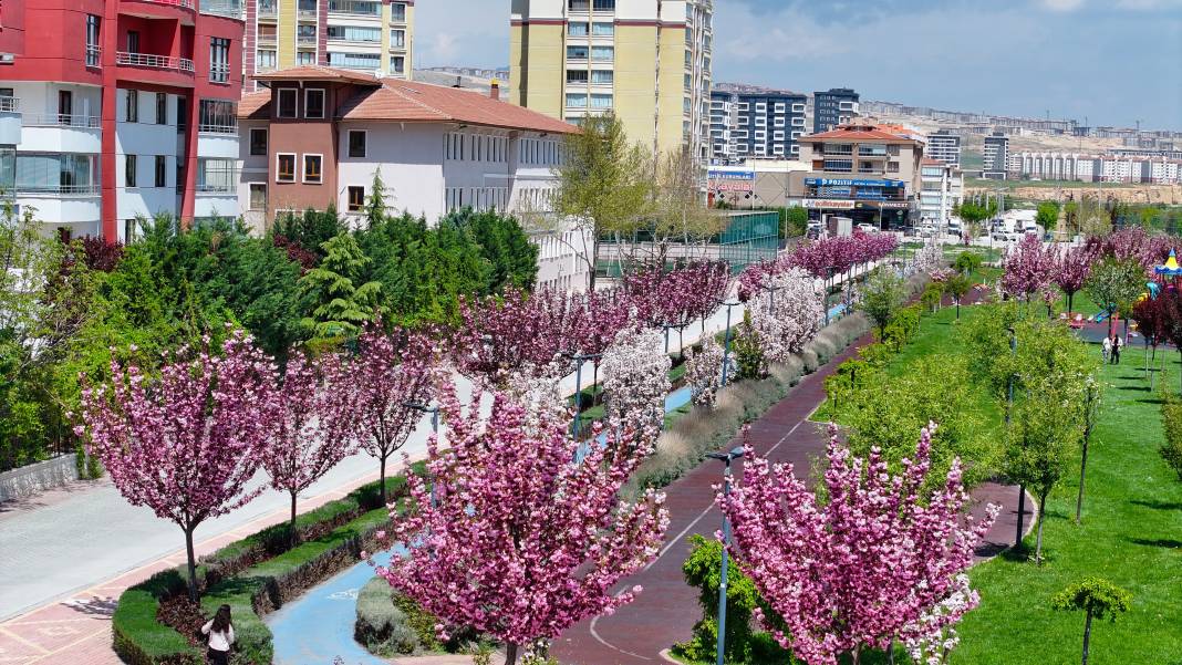 Sakuralar İçin Japonya’ya Gitmenize Gerek Yok; Konya’da Sakura Mevsimi Başladı 6