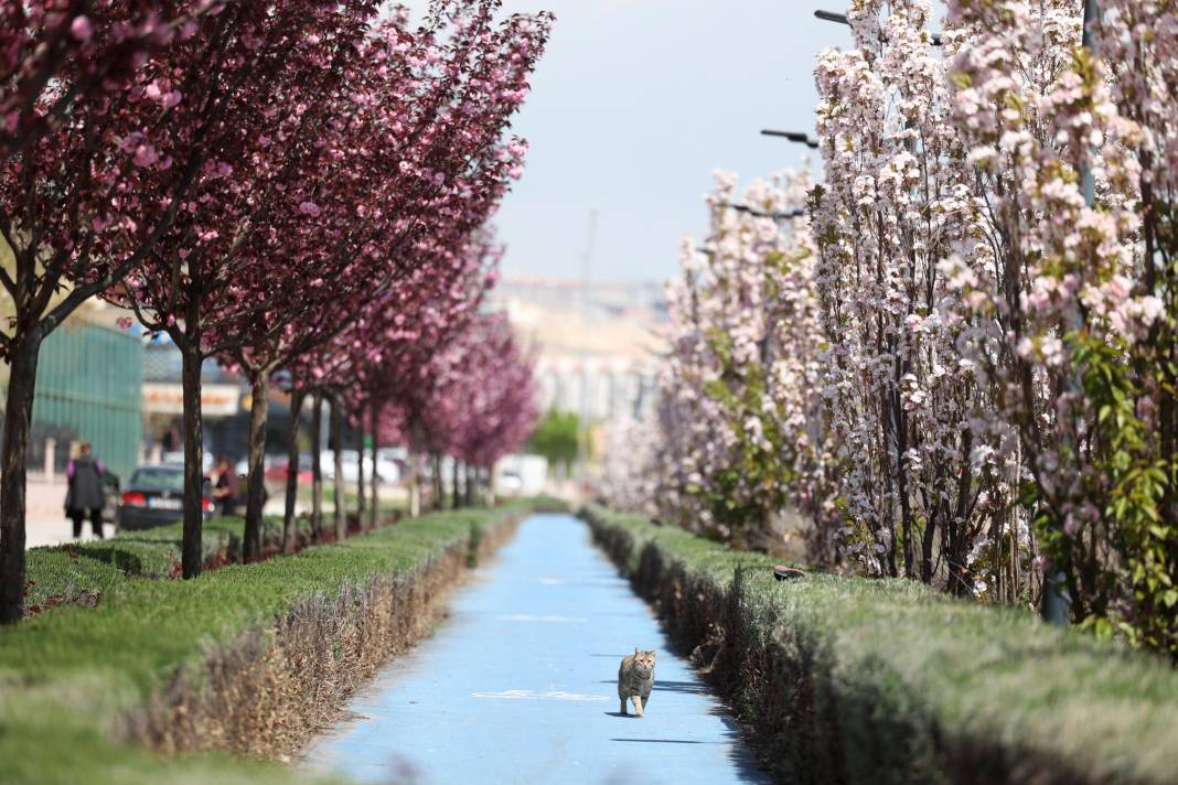 Sakuralar İçin Japonya’ya Gitmenize Gerek Yok; Konya’da Sakura Mevsimi Başladı 7