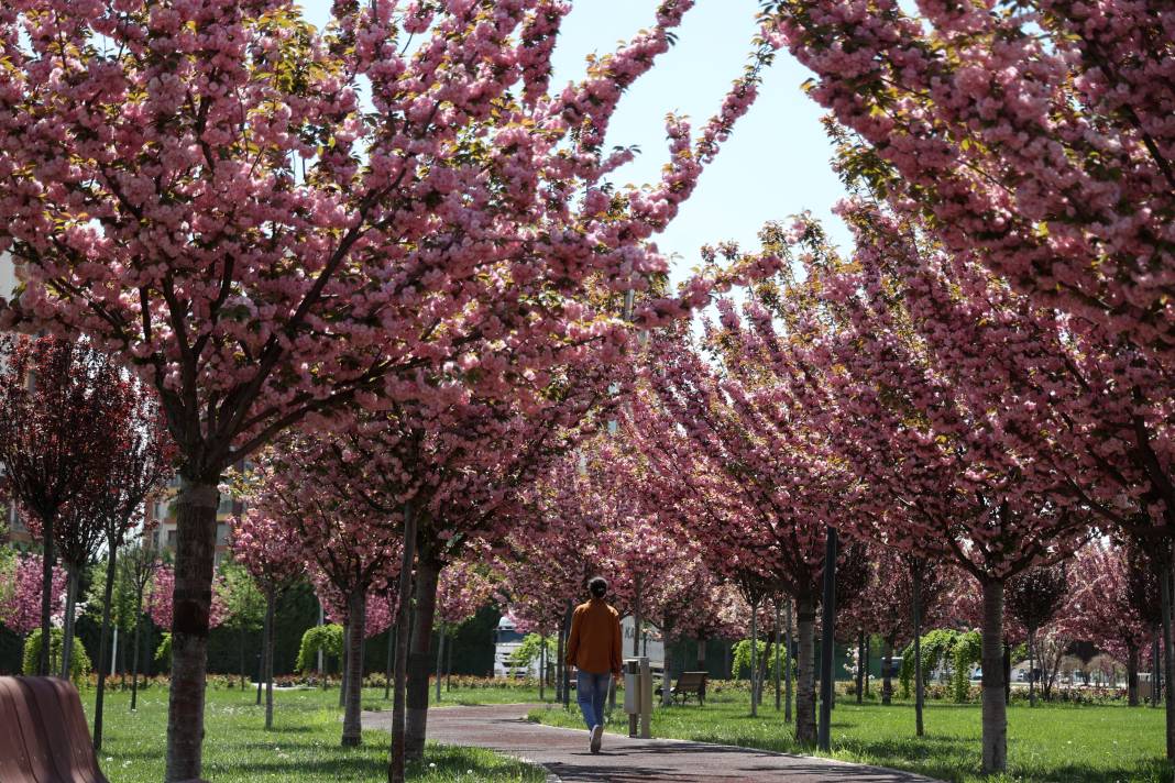 Sakuralar İçin Japonya’ya Gitmenize Gerek Yok; Konya’da Sakura Mevsimi Başladı 8