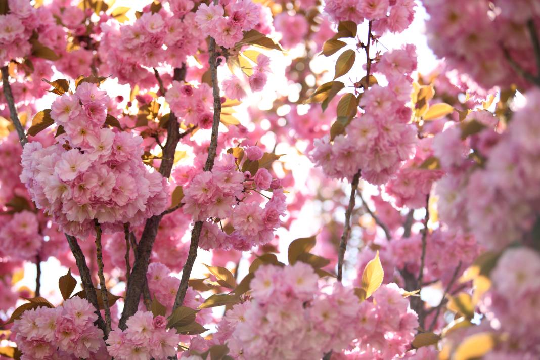 Sakuralar İçin Japonya’ya Gitmenize Gerek Yok; Konya’da Sakura Mevsimi Başladı 9