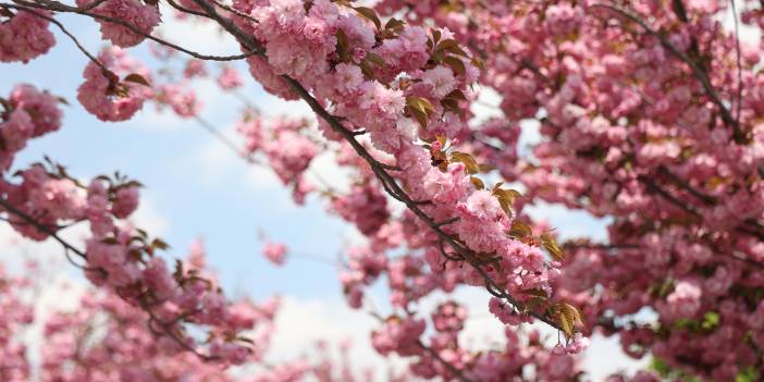Sakuralar İçin Japonya’ya Gitmenize Gerek Yok; Konya’da Sakura Mevsimi Başladı