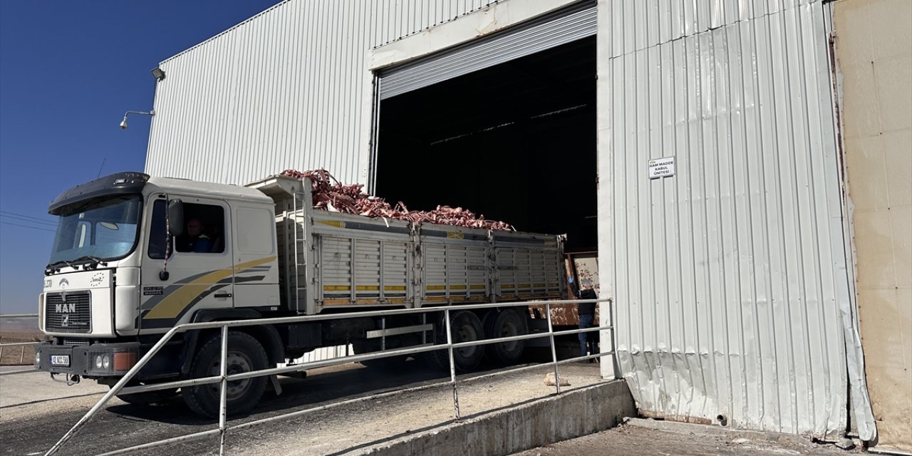 Konya Şeker'de hayvansal atıklar da değerlendiriliyor: Kemik yağı sabun hammaddesi oluyor