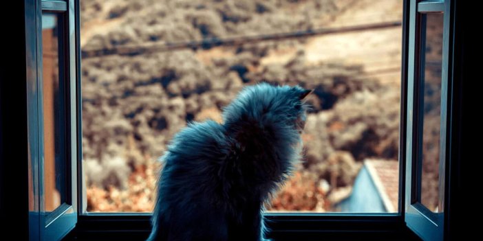 Sahipleri araştırıyor: Kedim Kayboldu, Kayıp Kediler Nasıl Bulunur? Kedinizi Bulmak İçin Uygulayabileceğiniz Yöntemler