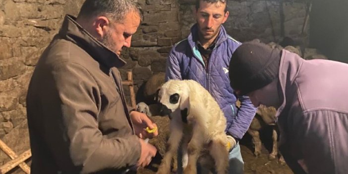 Konya'da küçükbaşlar sağlık taramasından geçiyor