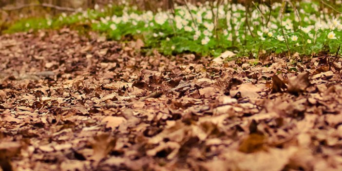 Konya AKOM uyardı: Yapraklara dikkat!