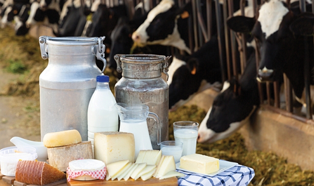 Konya'da on yıllık hayvancılık ve süt üretimi bilançosu: Artış var