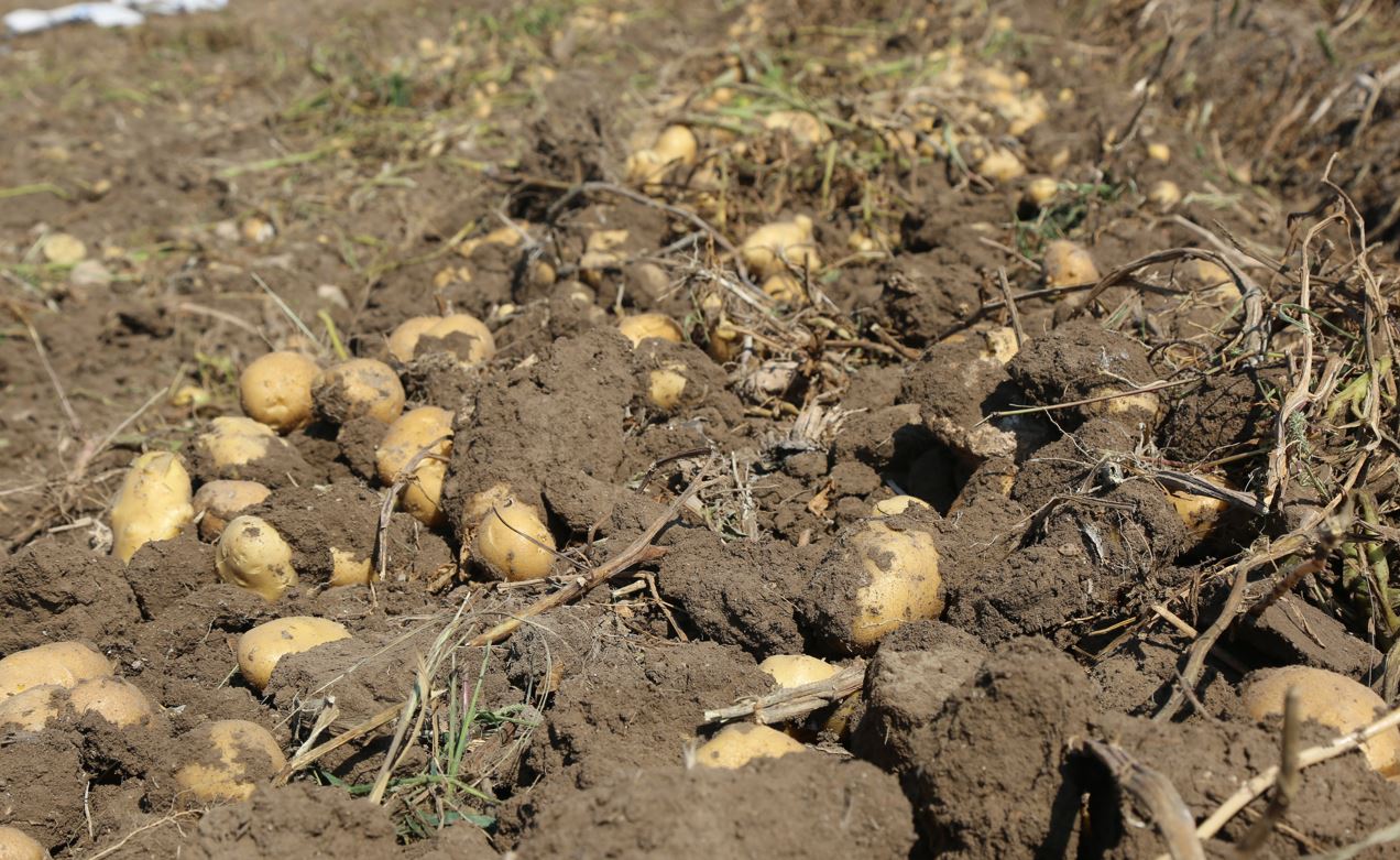 Konya Şeker’den üreticilere patates ödeme desteği