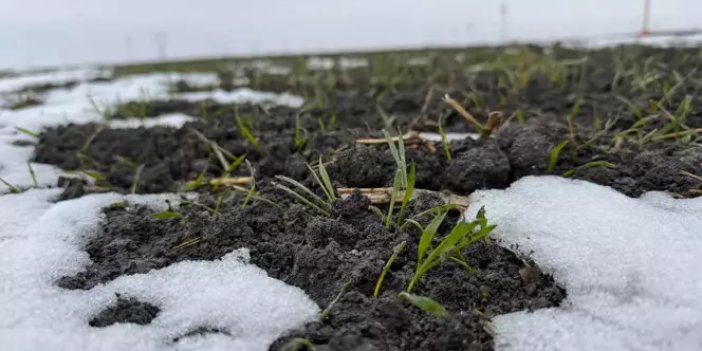 Konya'da yağışlar yüz güldürdü! Çiftçi umutlandı