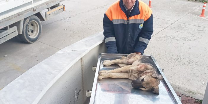 Samsun’da belediye personeli, yaralı köpeği hastaneye yetiştirdi