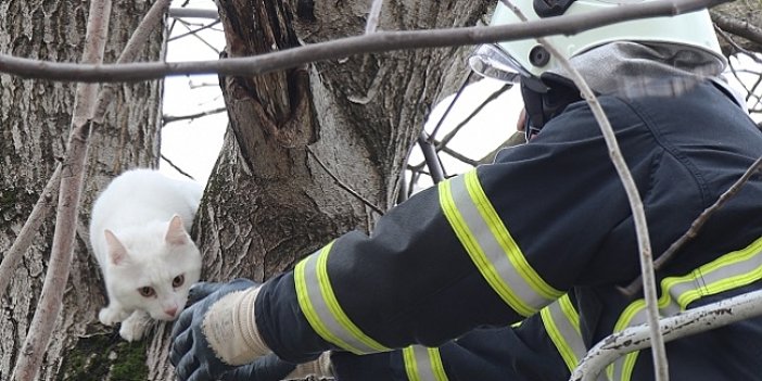 Meram'da ağaçta mahsur kalan kediyi itfaiye kurtardı