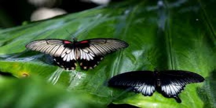 Tropikal bahçede 10 bin kelebek Şebiarus'ta kozasından çıkacak