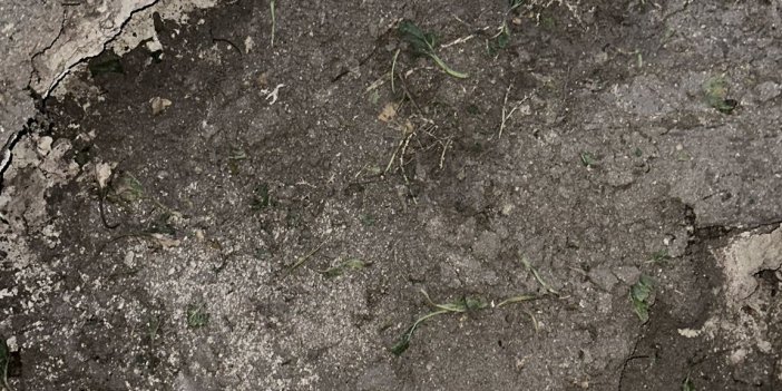 Konya'da bir pancar tarlasında yeni bir obruk oluştu Hasada devam ettiler