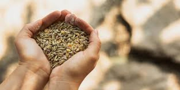 Tohumculuk sektörünün yol haritası çizilecek