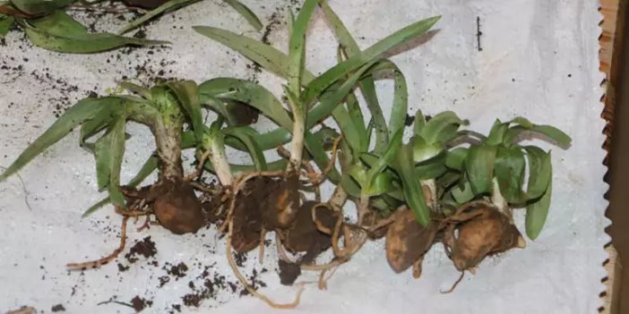 Salep bitkisi toplamanın cezası 387 bin lira