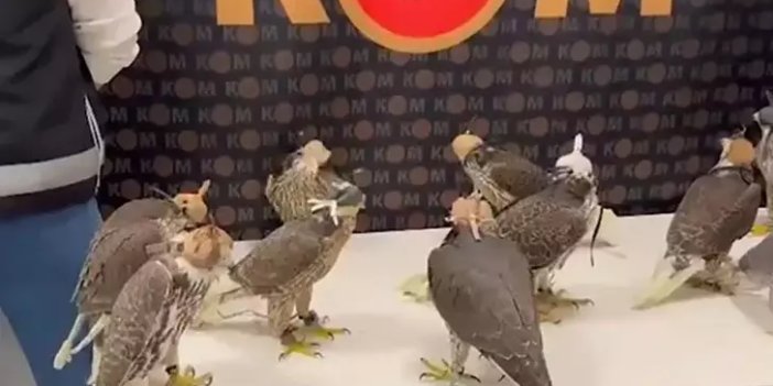 Gökdoğanları yurt dışında 100 bin dolara satmayı planlamıştı