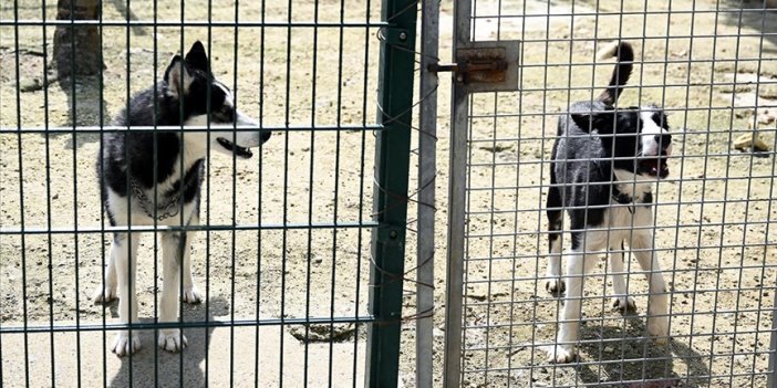 Tarım ve Orman Bakanlığı sahipsiz hayvanlara ilişkin esasları tespit etti