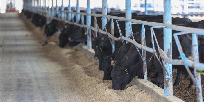 Büyükbaş hayvan atığı biyogaz potansiyeli taşıyor