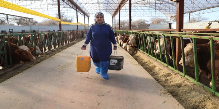 7 yıl önce bir inekle başladı, şimdi hayvan sayısını 780'e çıkarttı
