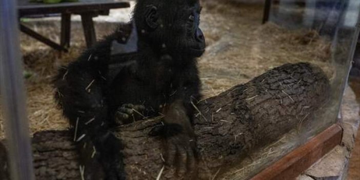 İstanbul Havalimanı'nda yakalanan goril yavrusu