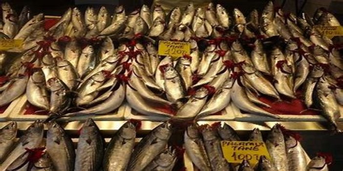 Bu sezon Palamut bolluğu var