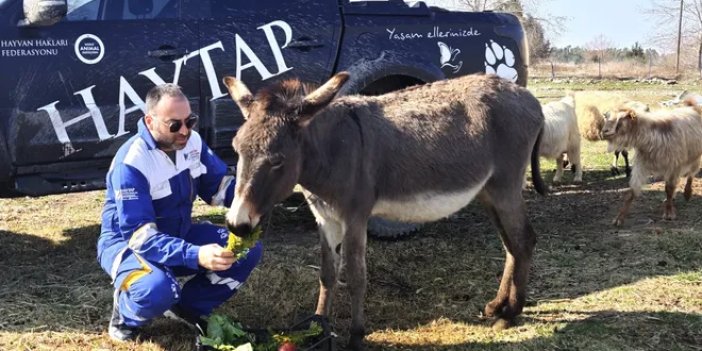 Ağaca bağlanıp ölüme terk edilmişti: Eşek 'Kadife' sağlığına kavuştu