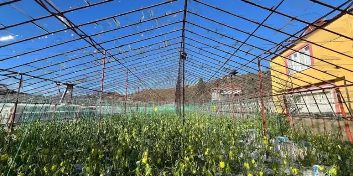 Şiddetli yağmur, 200 dönüm seraya zarar verdi