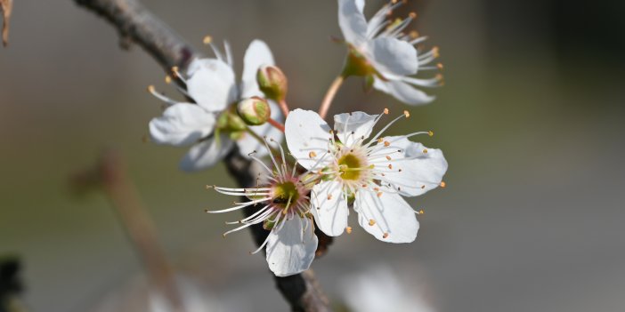 Manisa'da erik ve badem ağaçları çiçek açtı