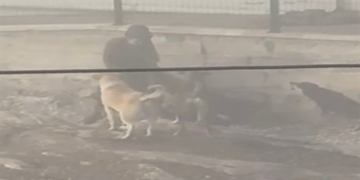 Başıboş köpekler, hamile kadına saldırdı